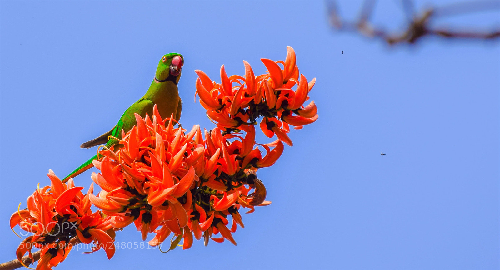 Nikon D5300 sample photo. Parrot and butea monosperma photography