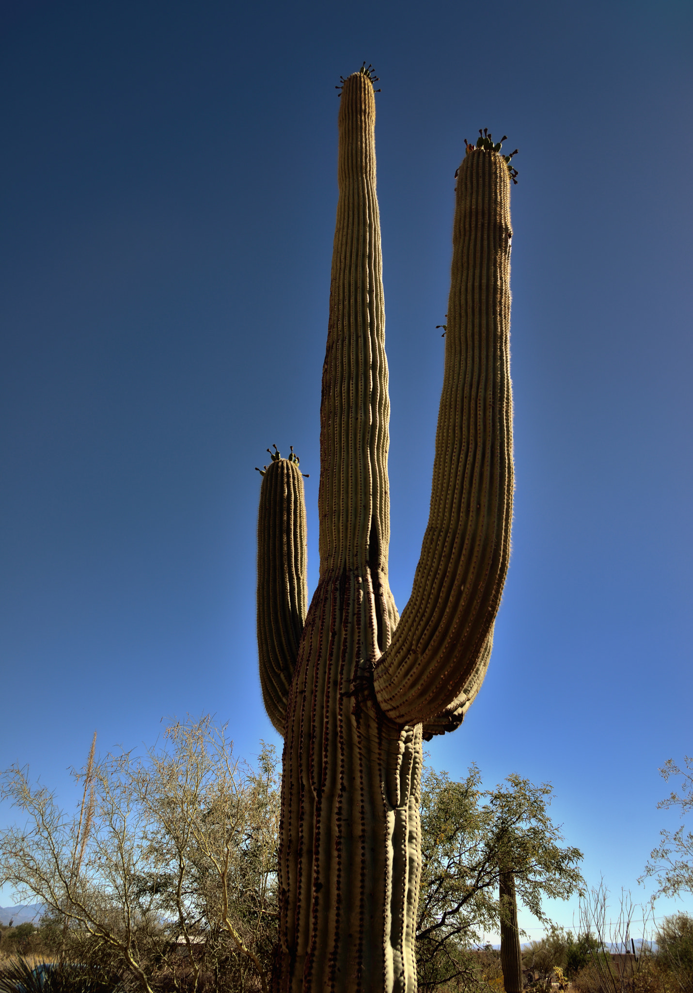 Nikon D800E + Nikon AF-S Nikkor 24-120mm F4G ED VR sample photo. A saguaro cactus in saguaro national park photography