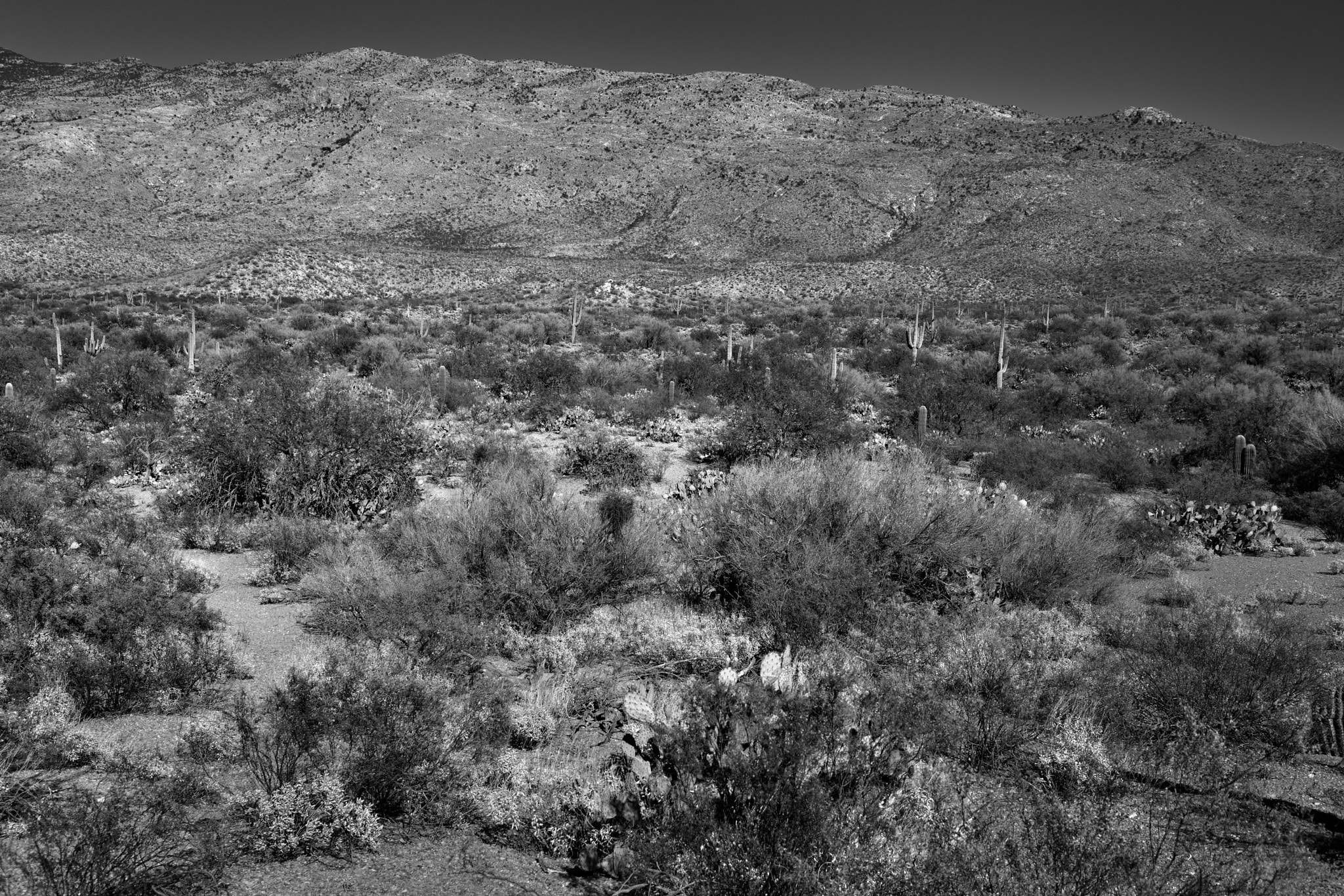 Nikon D800E + Nikon AF-S Nikkor 24-120mm F4G ED VR sample photo. Rincon mountain district of saguaro national park (black & white) photography