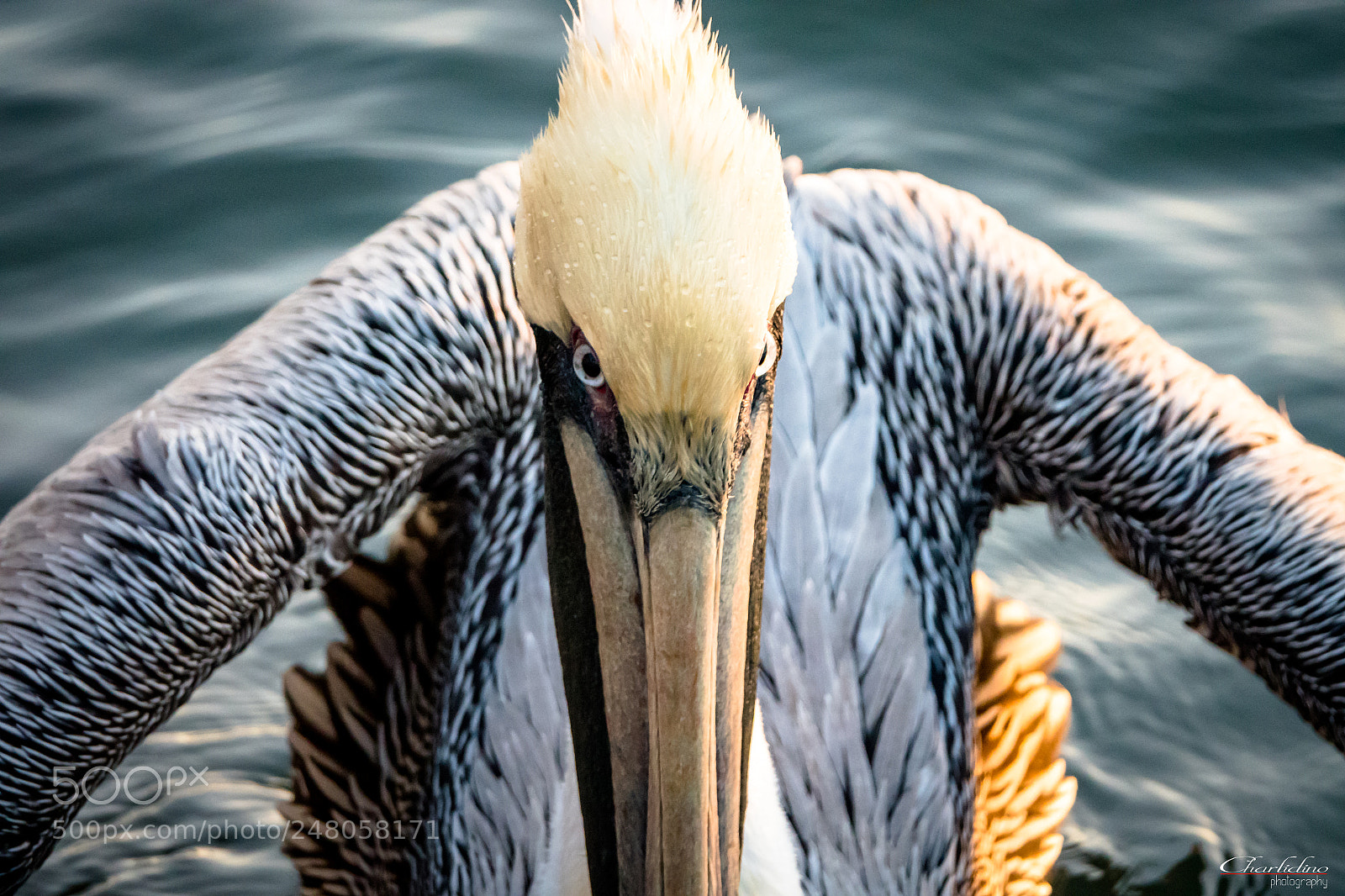 Sony Cyber-shot DSC-RX10 IV sample photo. A weird pelican photography