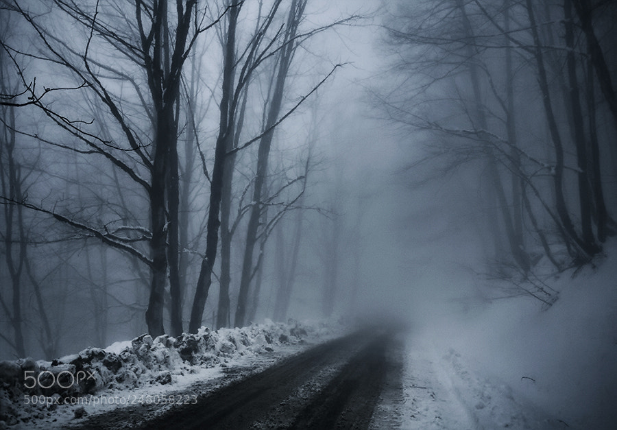 Canon EOS 5D sample photo. Forest secrets photography