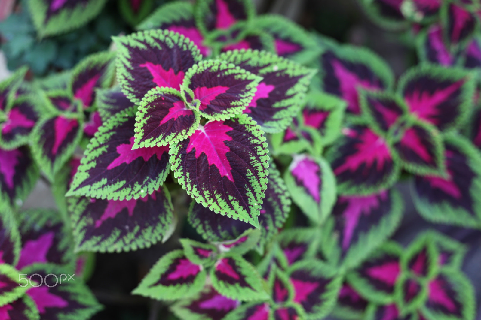 Canon EF 50mm F1.8 II sample photo. Painted nettle photography