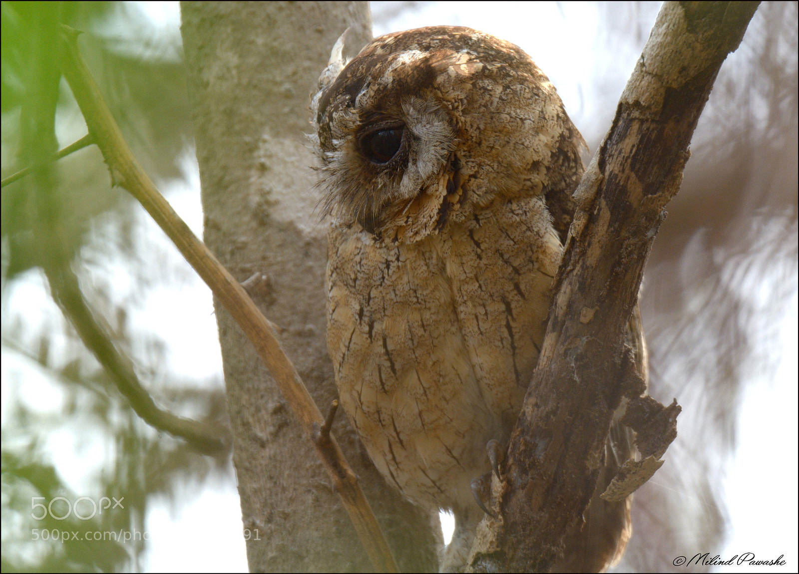 Nikon D7100 sample photo. Indian scops owl photography