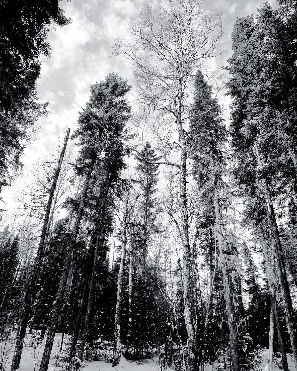 Fujifilm X-T10 sample photo. Boreal forest photography