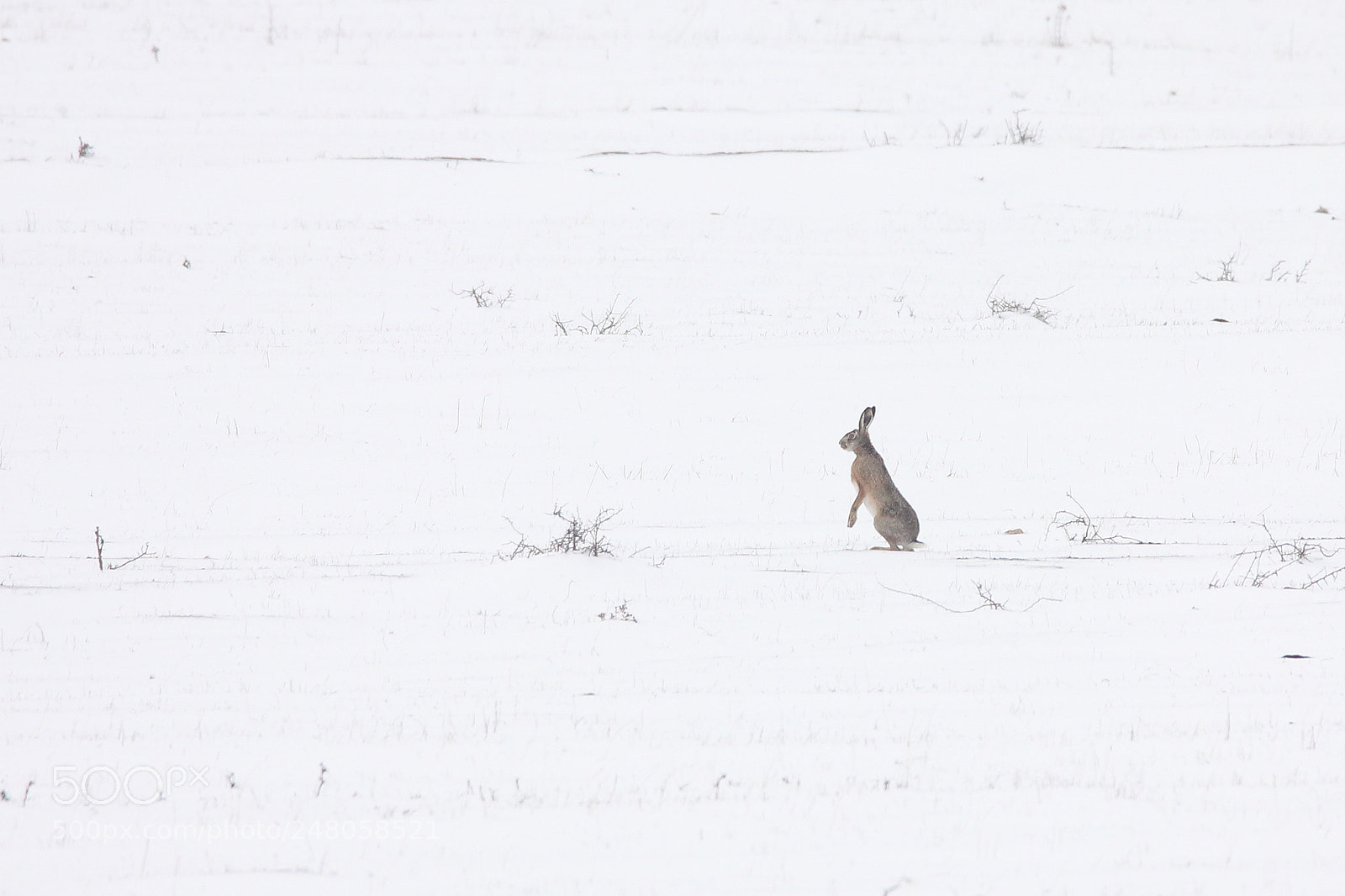 Canon EOS 550D (EOS Rebel T2i / EOS Kiss X4) sample photo. White wilderness photography