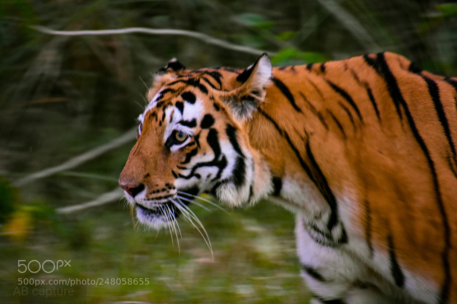 Nikon D3400 sample photo. Happy world wild photography photography