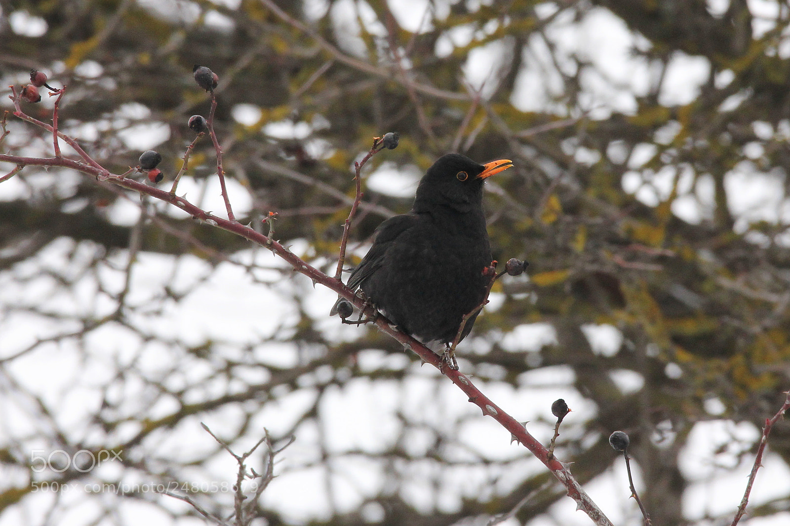 Canon EOS 550D (EOS Rebel T2i / EOS Kiss X4) sample photo. Common blackbird photography