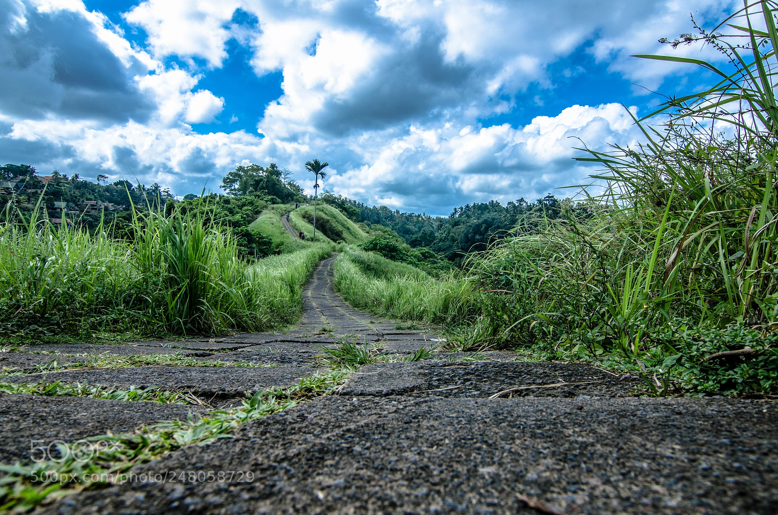 Nikon D5100 sample photo. The path photography