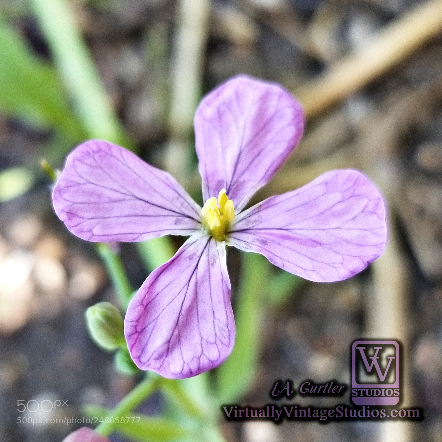 Samsung Galaxy S8 sample photo. Radish blossom photography