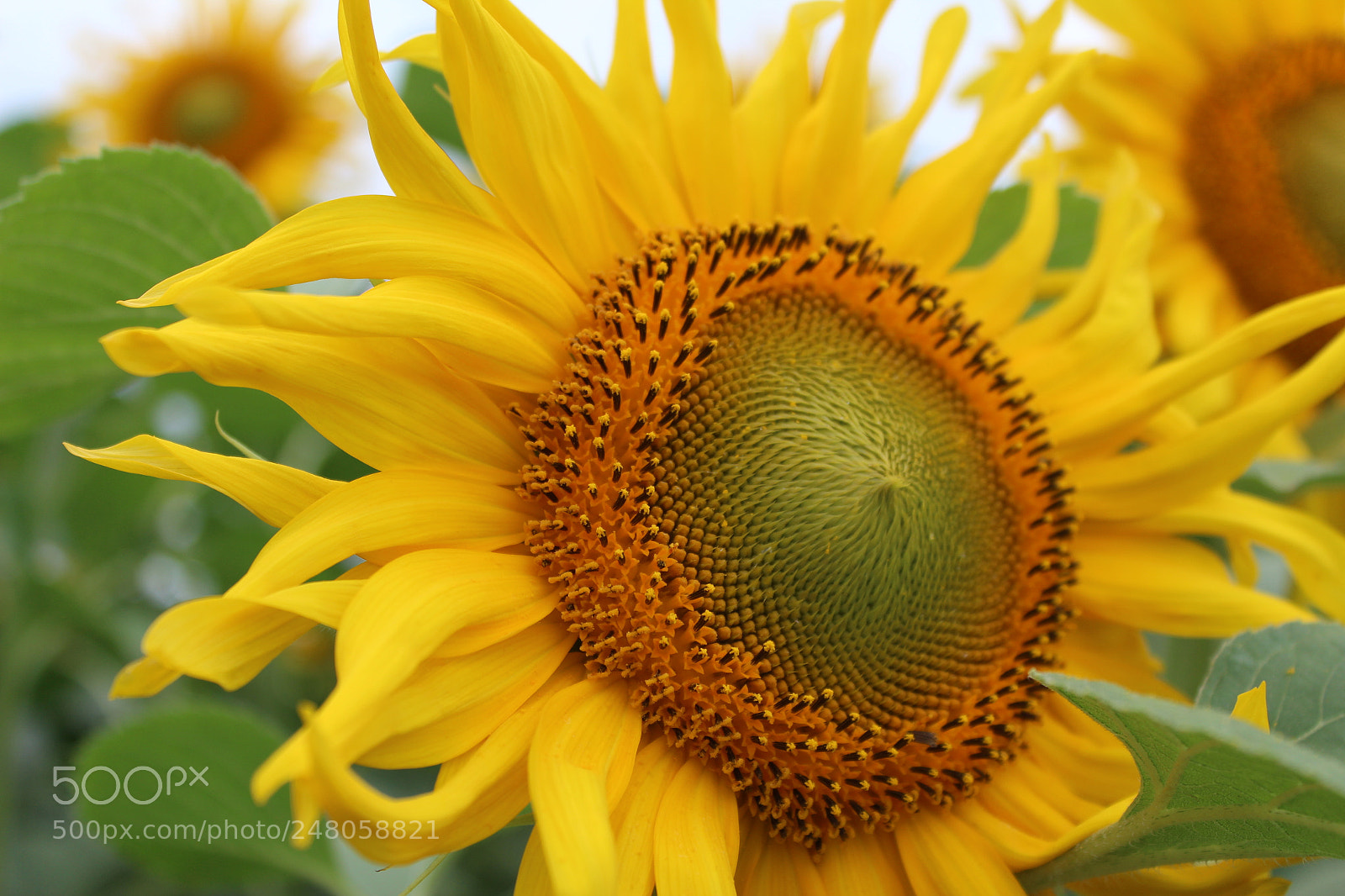 Canon EOS 600D (Rebel EOS T3i / EOS Kiss X5) sample photo. Sunflower photography