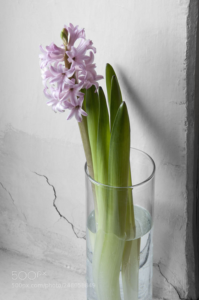 Nikon D90 sample photo. Hyacinth photography
