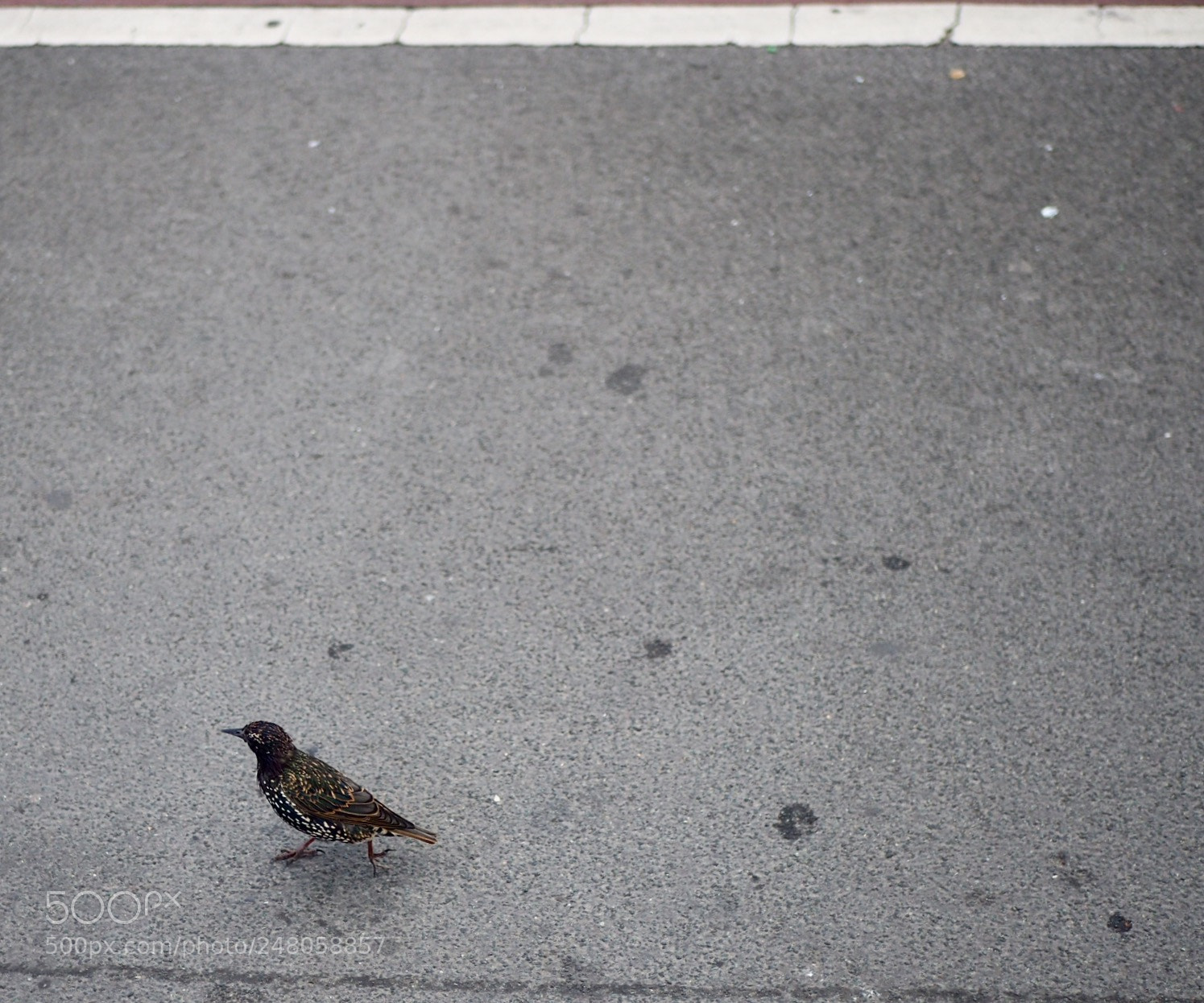 Olympus OM-D E-M10 II sample photo. Streetbird photography
