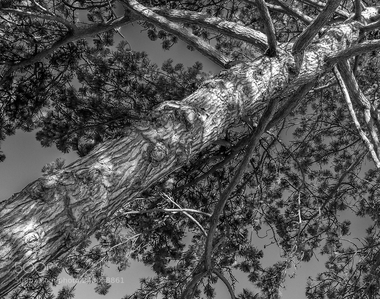 Olympus OM-D E-M1 Mark II sample photo. Tree trunk photography