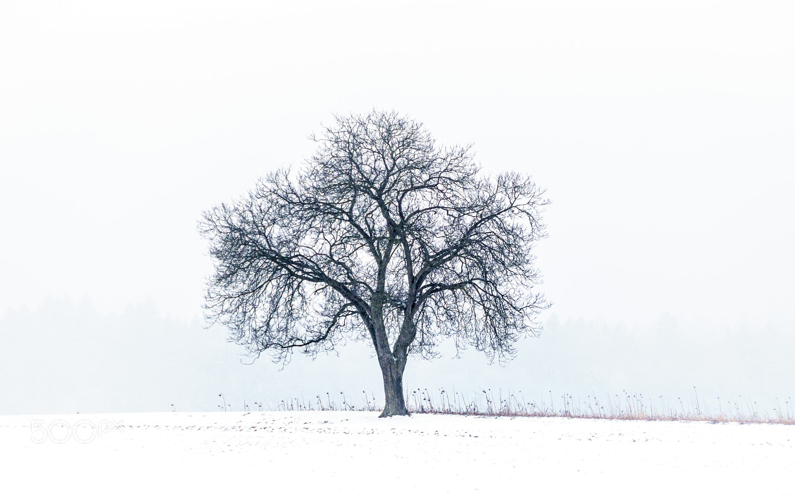 Sony ILCA-77M2 sample photo. Winter magic photography