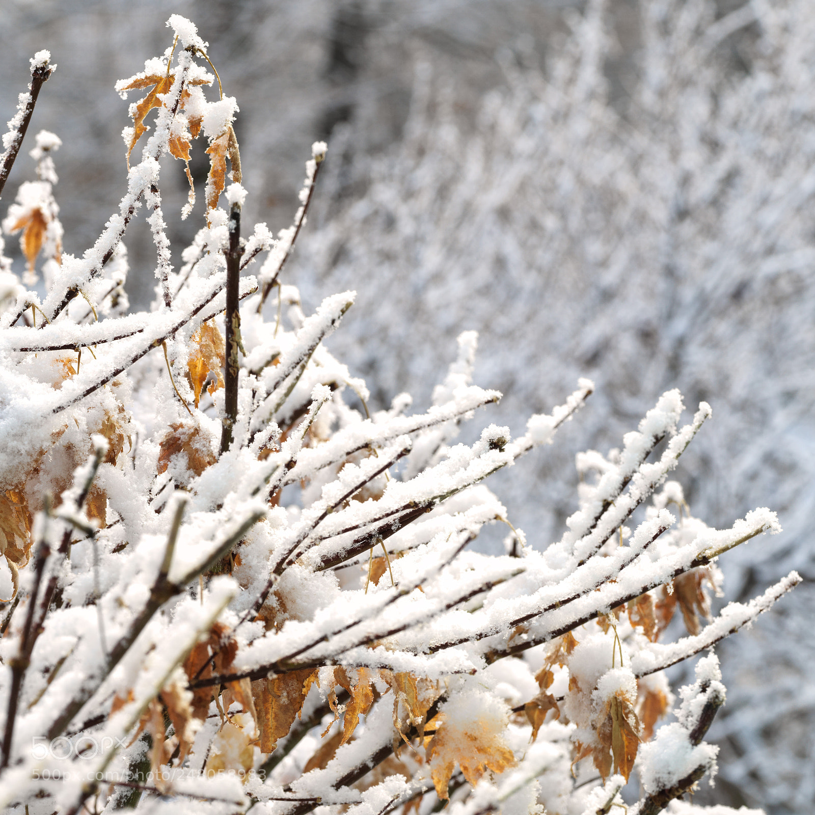 Hasselblad X1D-50c sample photo. Snowy branches photography
