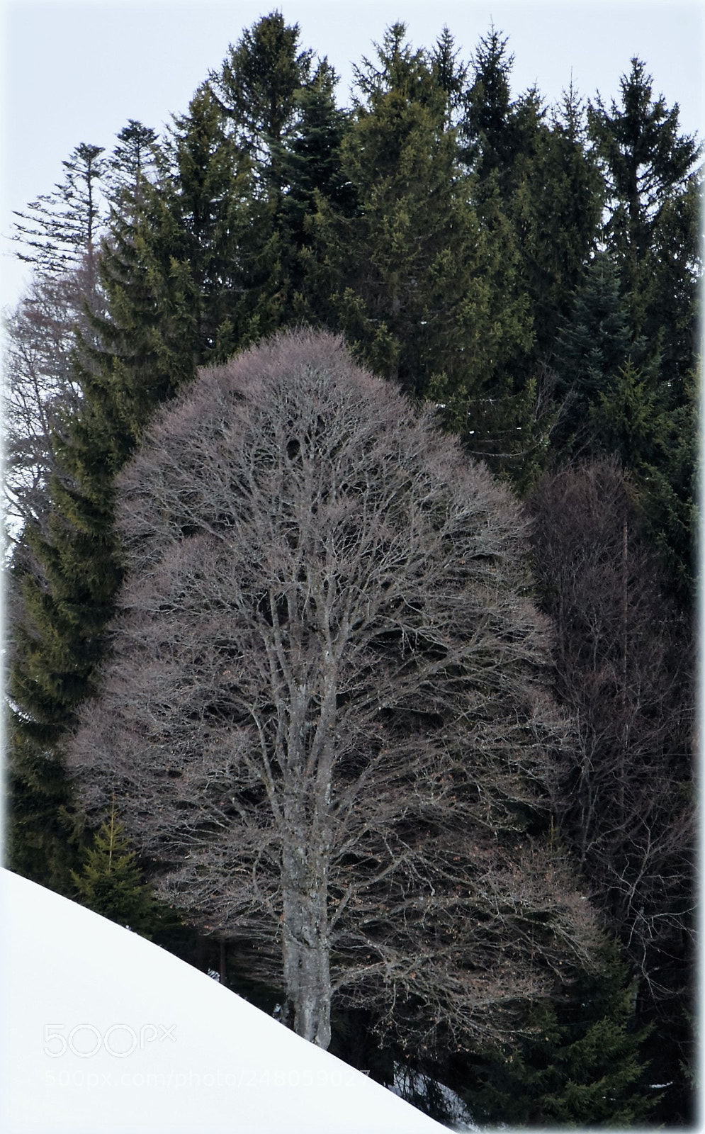 Nikon D810 sample photo. "tree,with kulisse" photography