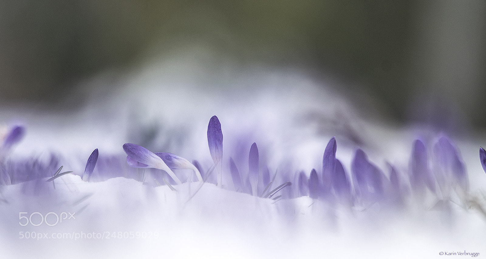 Nikon D5300 sample photo. Crocuses in the snow photography