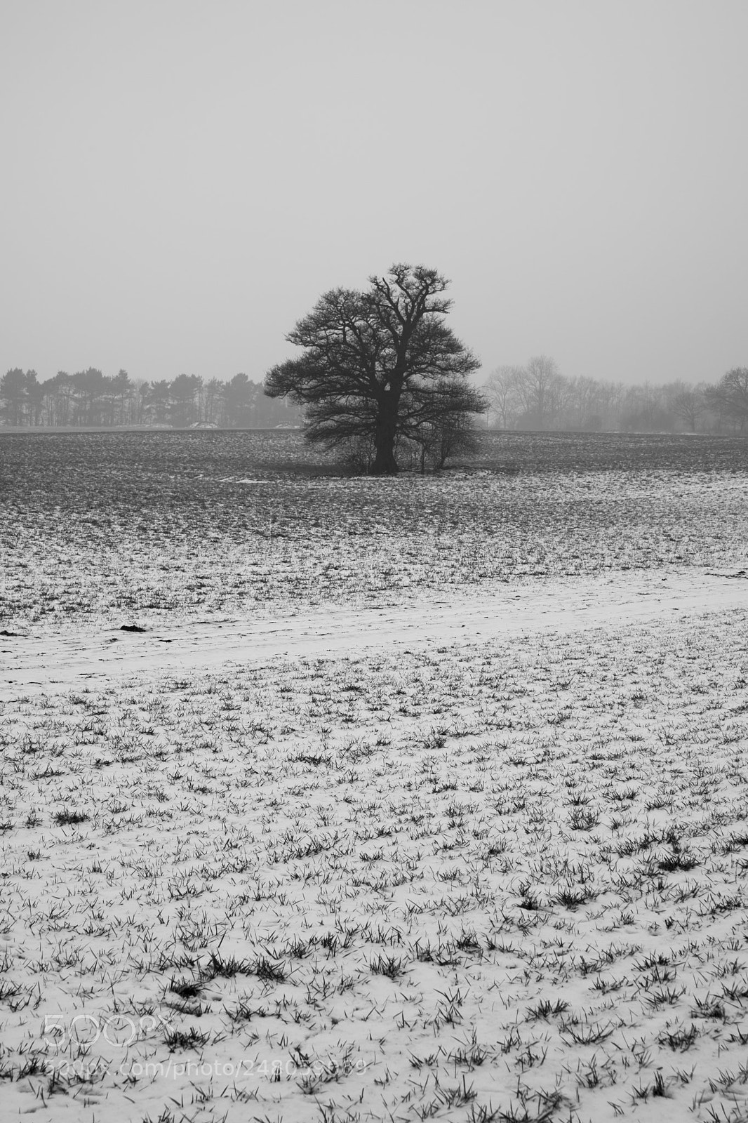 Nikon D850 sample photo. Cold and lonely photography