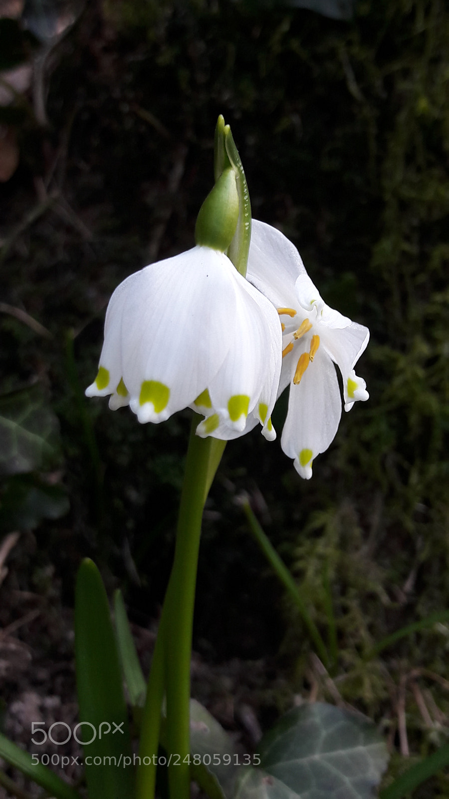 Samsung Galaxy A5(2016) sample photo. Single snowdrop photography