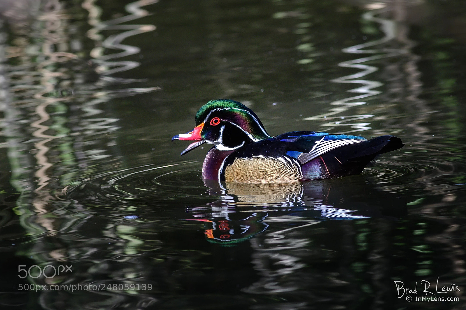 Nikon D5 sample photo. Wood duck - singing photography