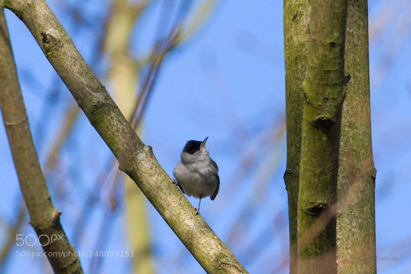 Canon EOS 7D sample photo. Blackcap male photography