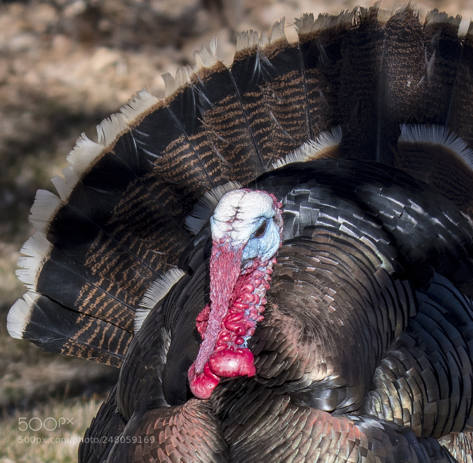 Nikon D500 sample photo. Wild photography