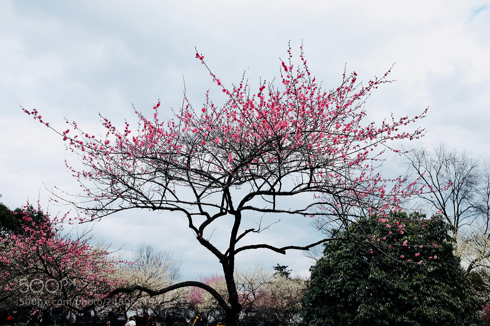 Fujifilm X70 sample photo. Tree photography