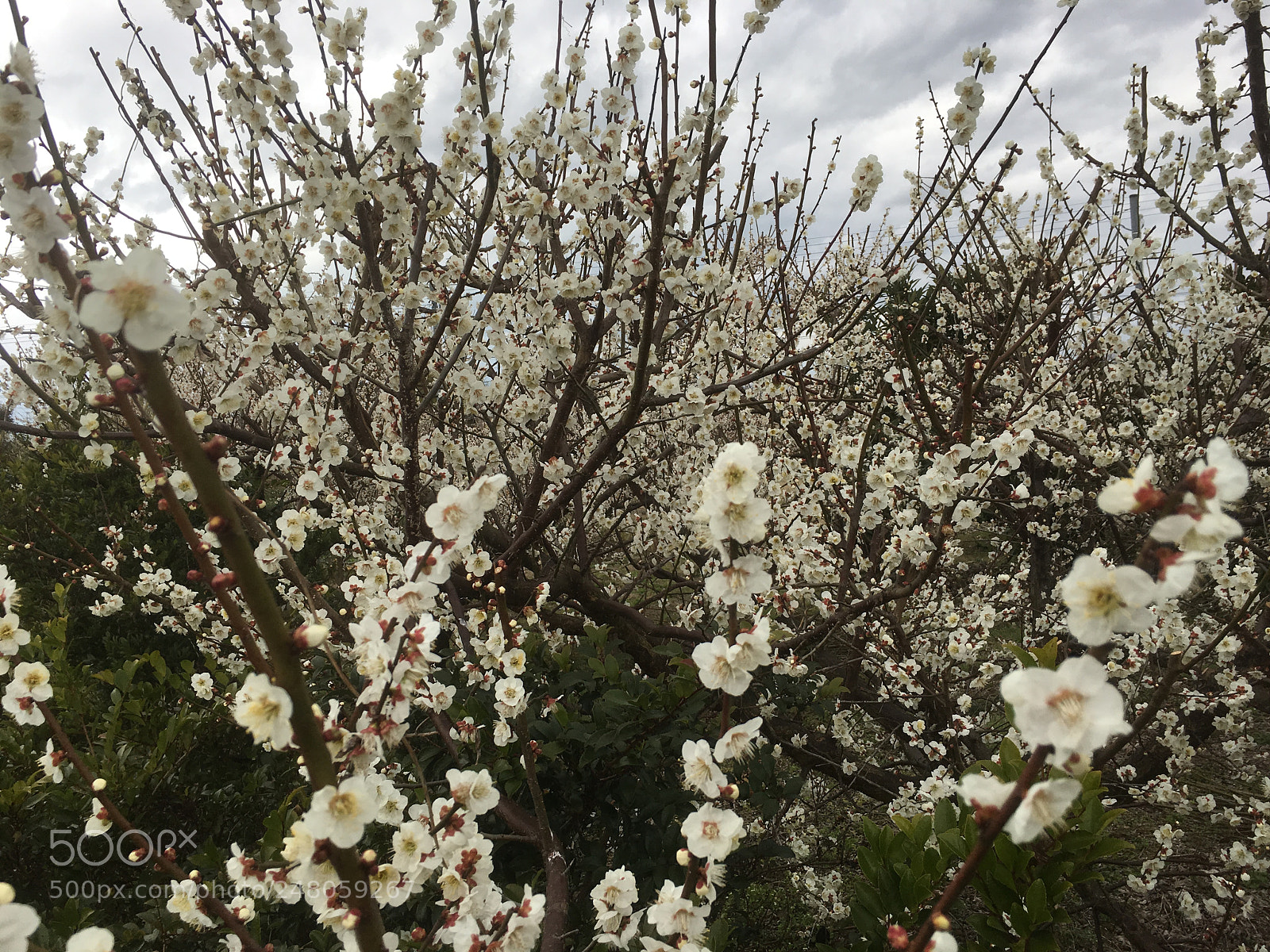 Apple iPhone 6s sample photo. 白梅 photography