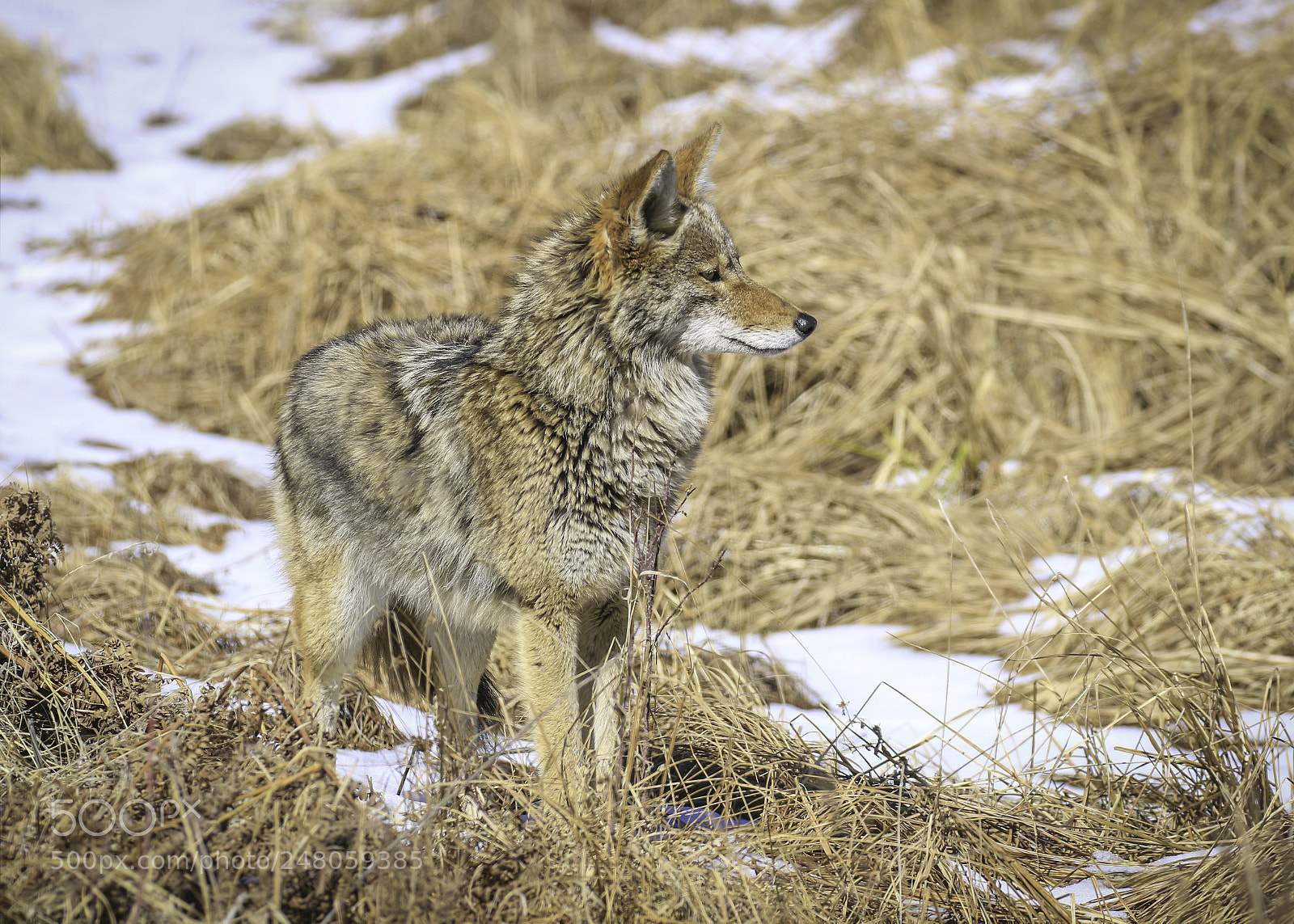 Canon EOS 7D Mark II sample photo. Yosemite coyote photography