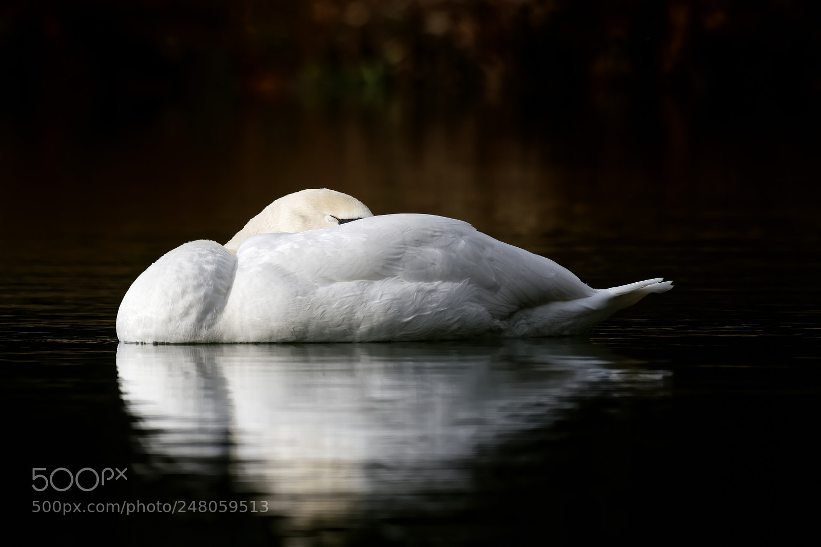 Nikon AF-S Nikkor 200-500mm F5.6E ED VR sample photo. Sleepy mute swan photography