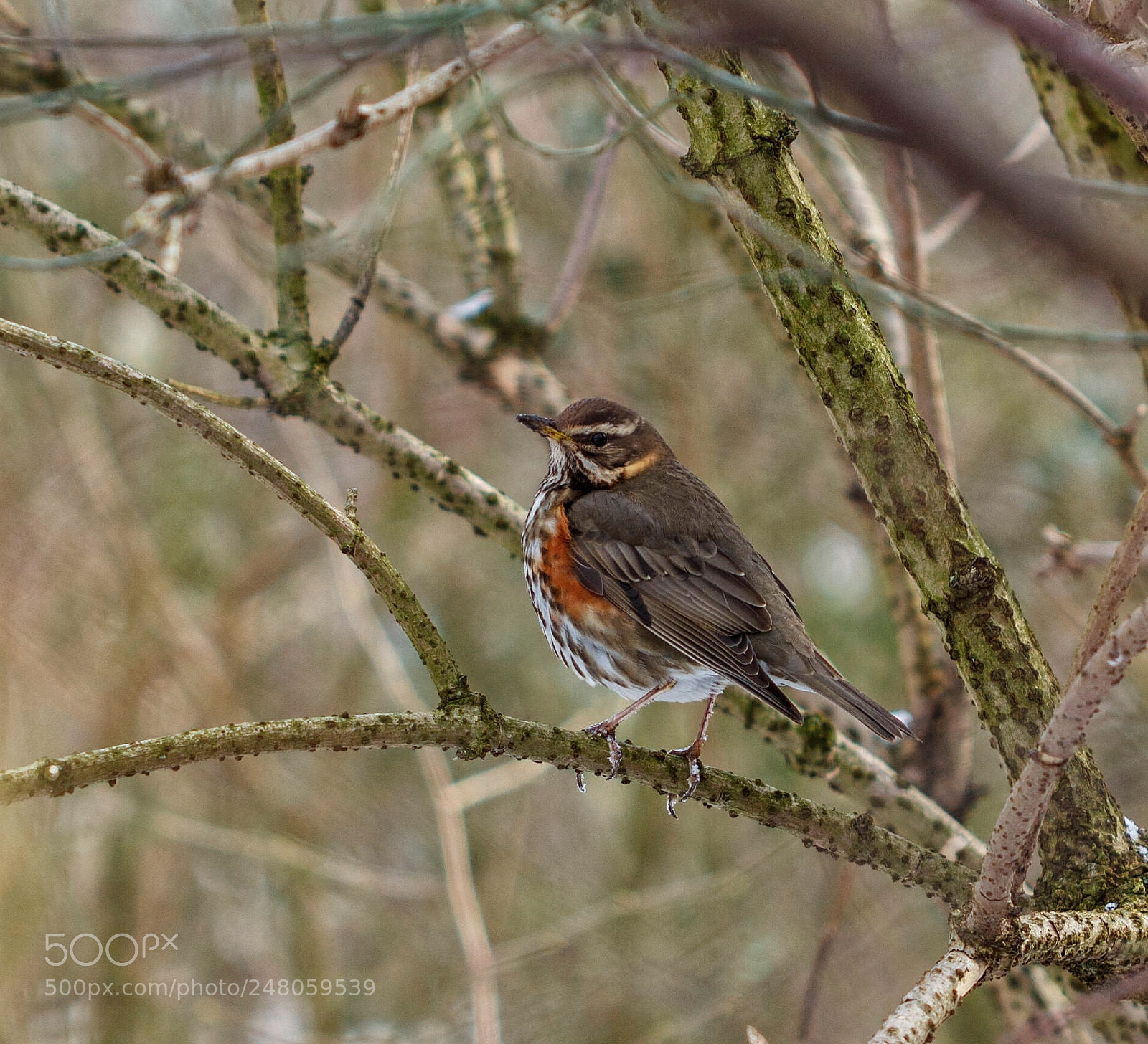 Canon EOS 550D (EOS Rebel T2i / EOS Kiss X4) sample photo. Redwing photography