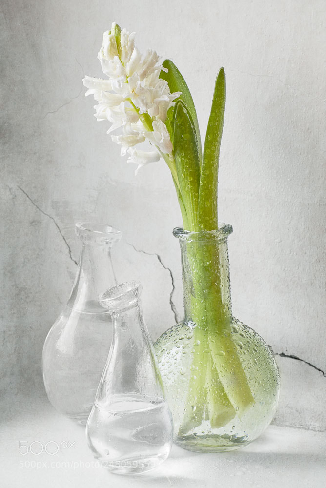Nikon D610 sample photo. Hyacinth photography