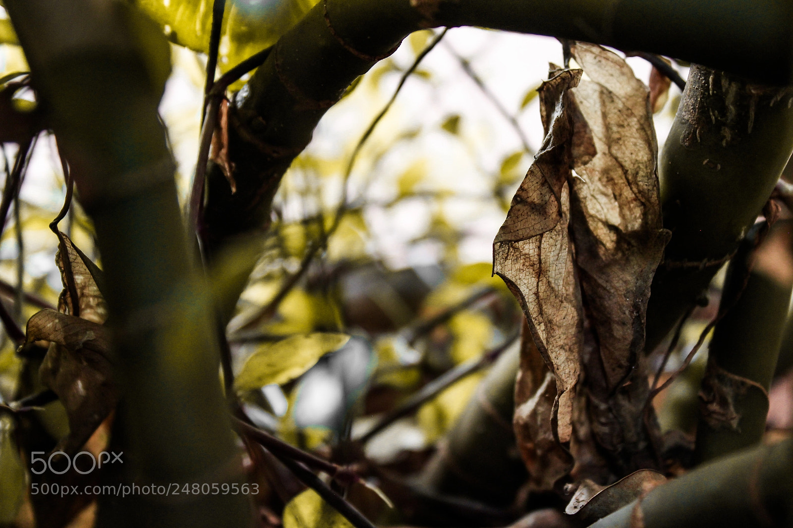 Canon EOS 700D (EOS Rebel T5i / EOS Kiss X7i) sample photo. Hidden garden photography