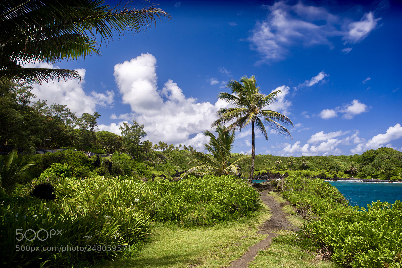 Nikon D610 sample photo. Paradise photography