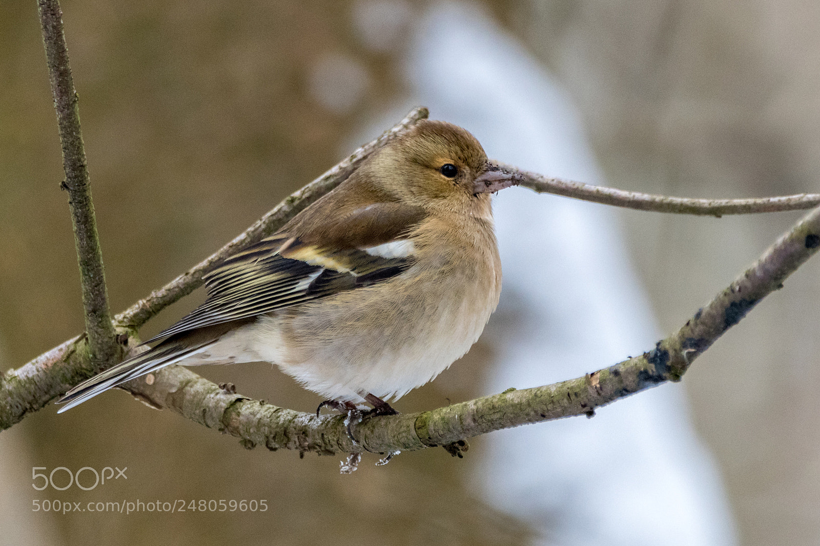 Canon EOS 80D sample photo. Chaffinch on a cold photography