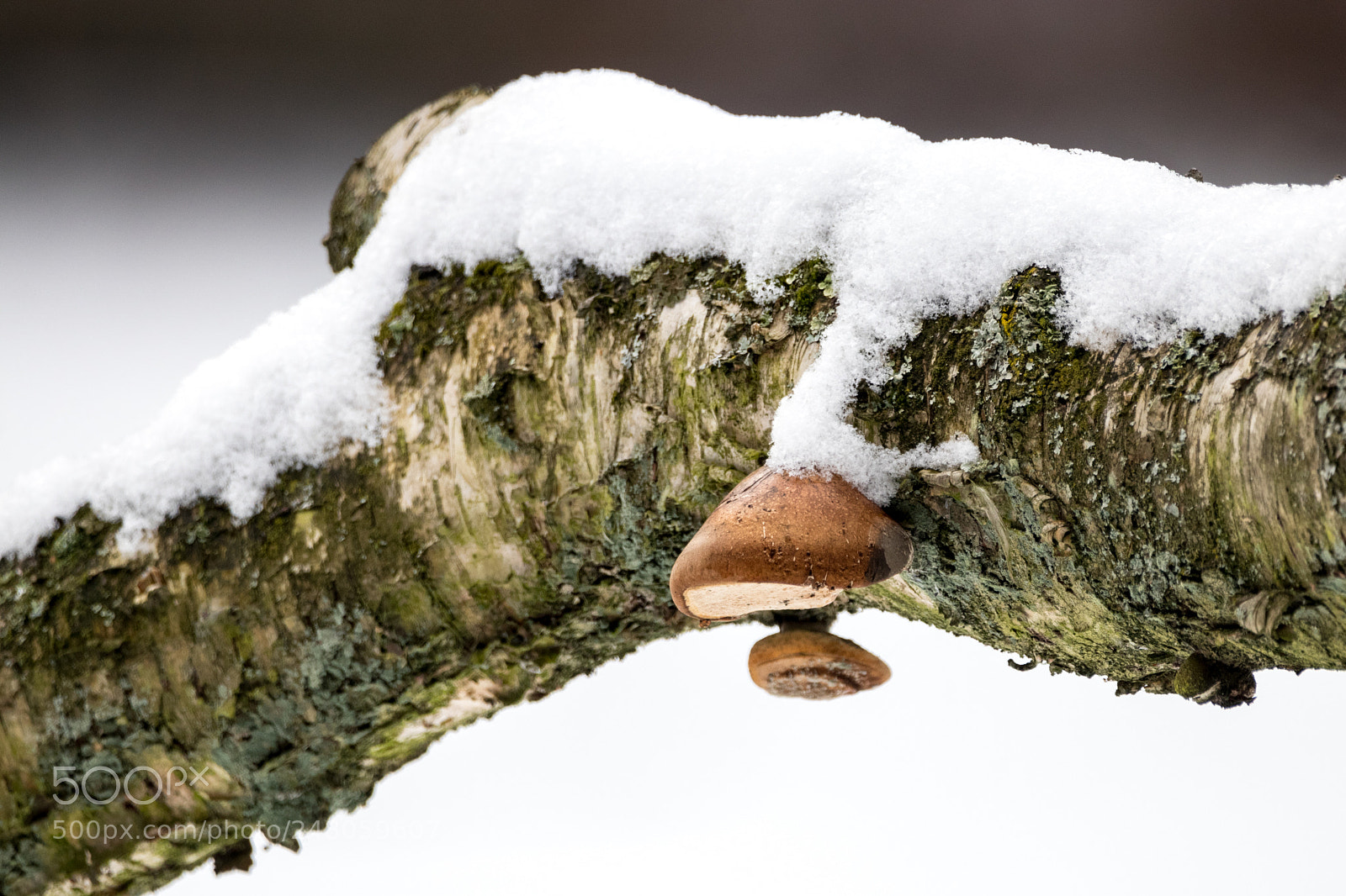 Canon EOS 80D sample photo. Mushroom in the snow photography