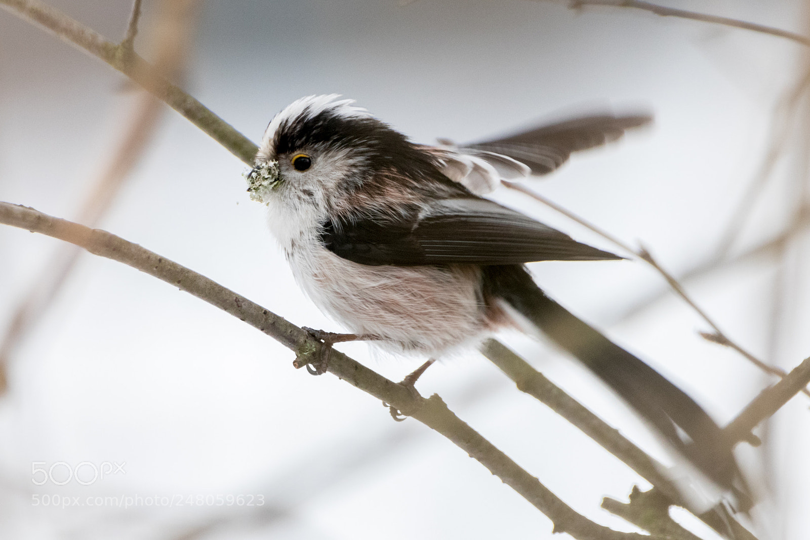 Canon EOS 80D sample photo. Tailed tit on a photography