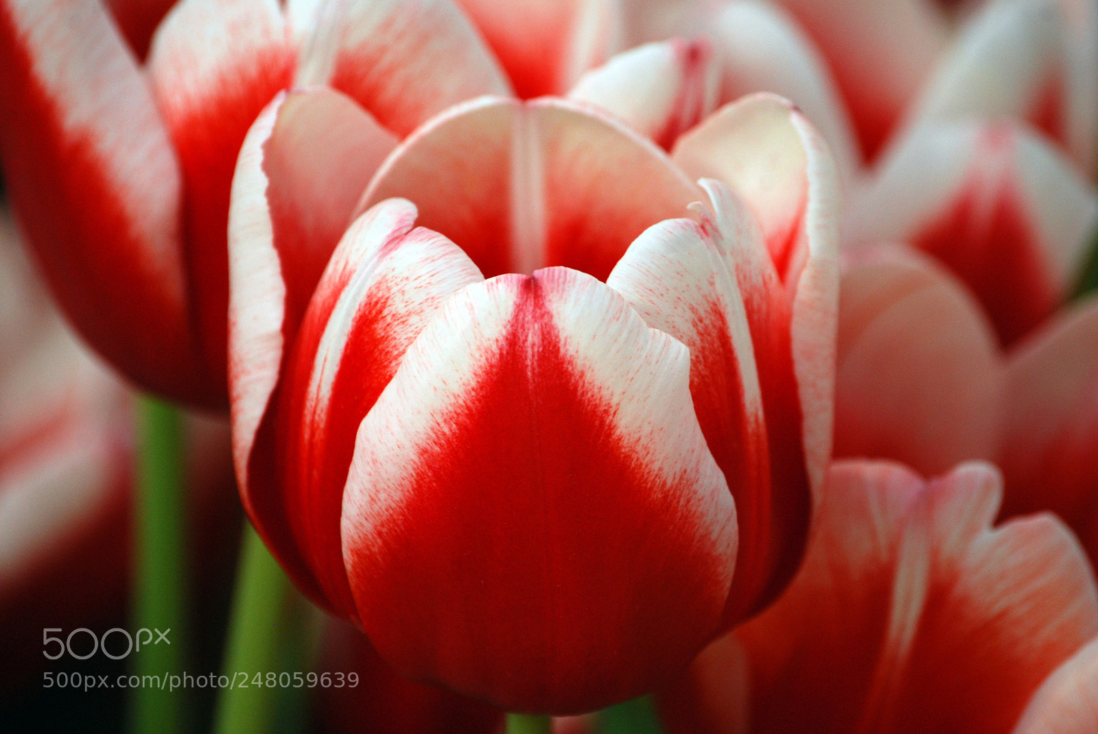 Nikon D40X sample photo. Concealing petals photography