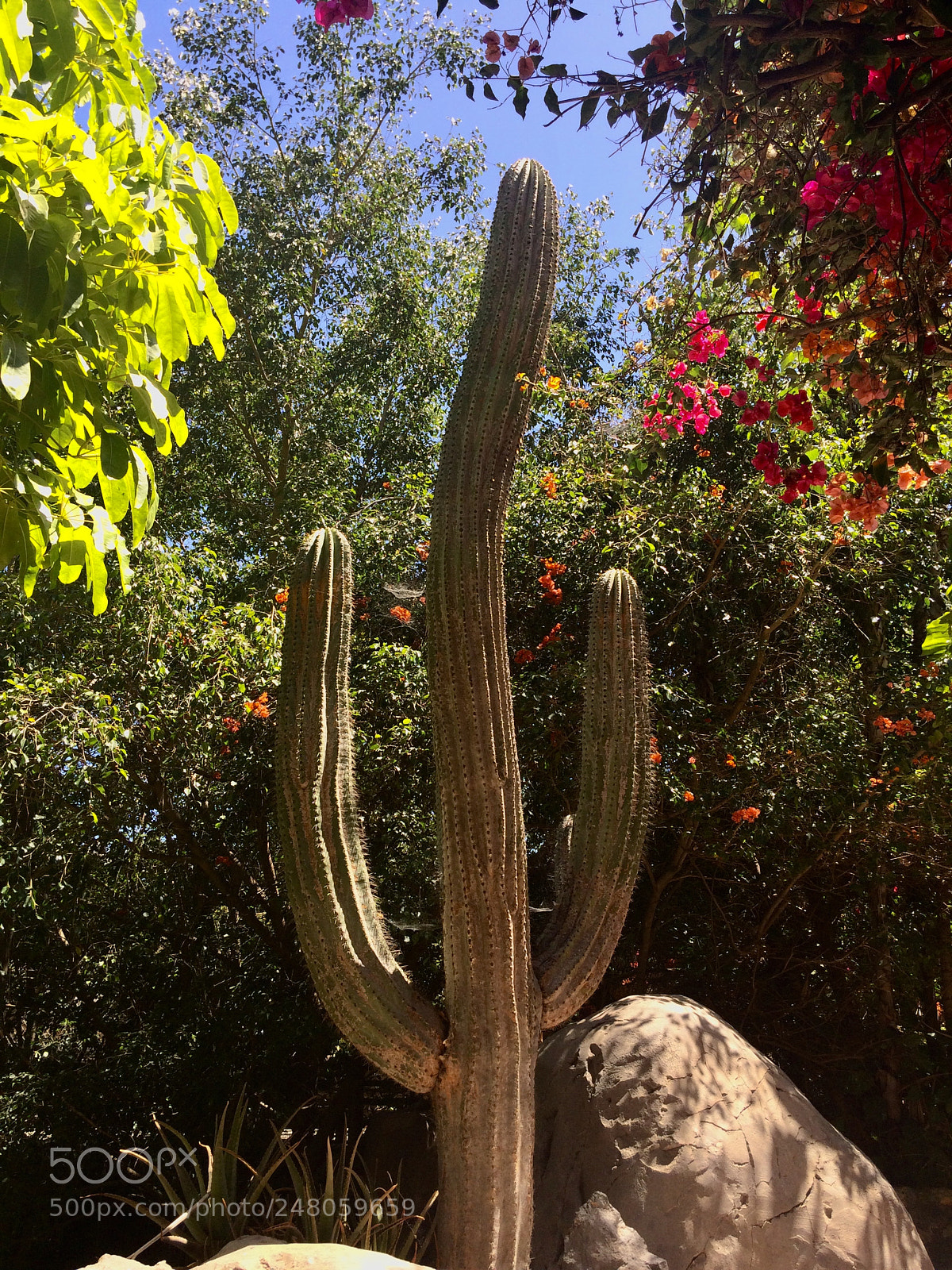 Apple iPhone 5s sample photo. Untitled photography