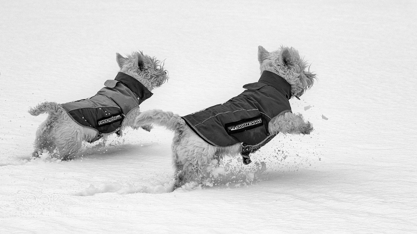 Nikon D810 sample photo. Shadow & buddy photography