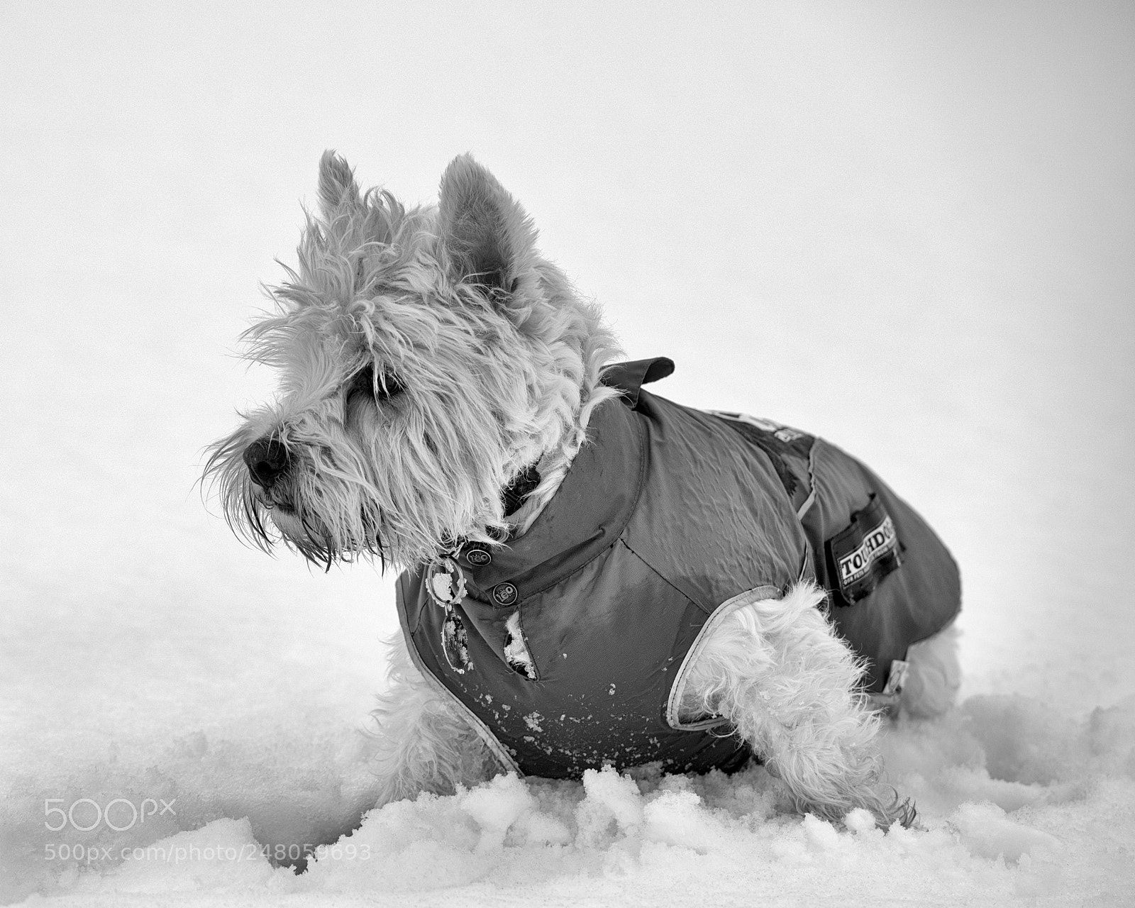 Nikon D810 sample photo. Buddy photography