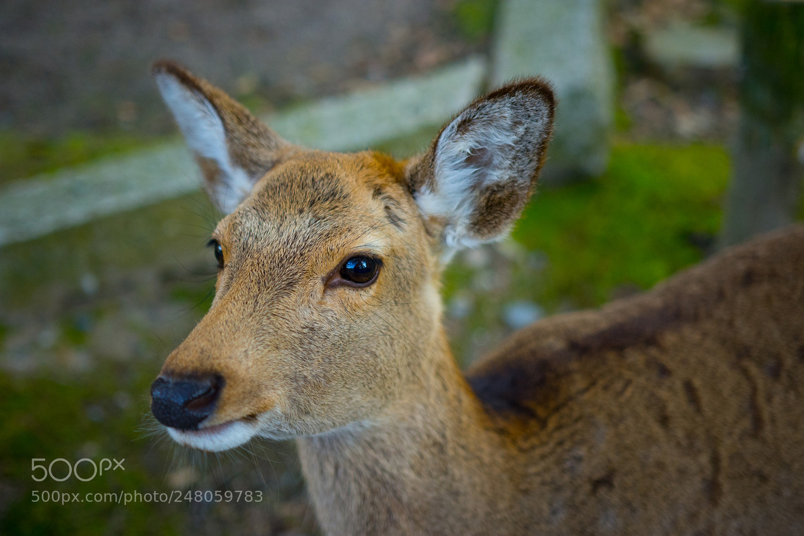 Nikon D7200 sample photo. A deer at a photography
