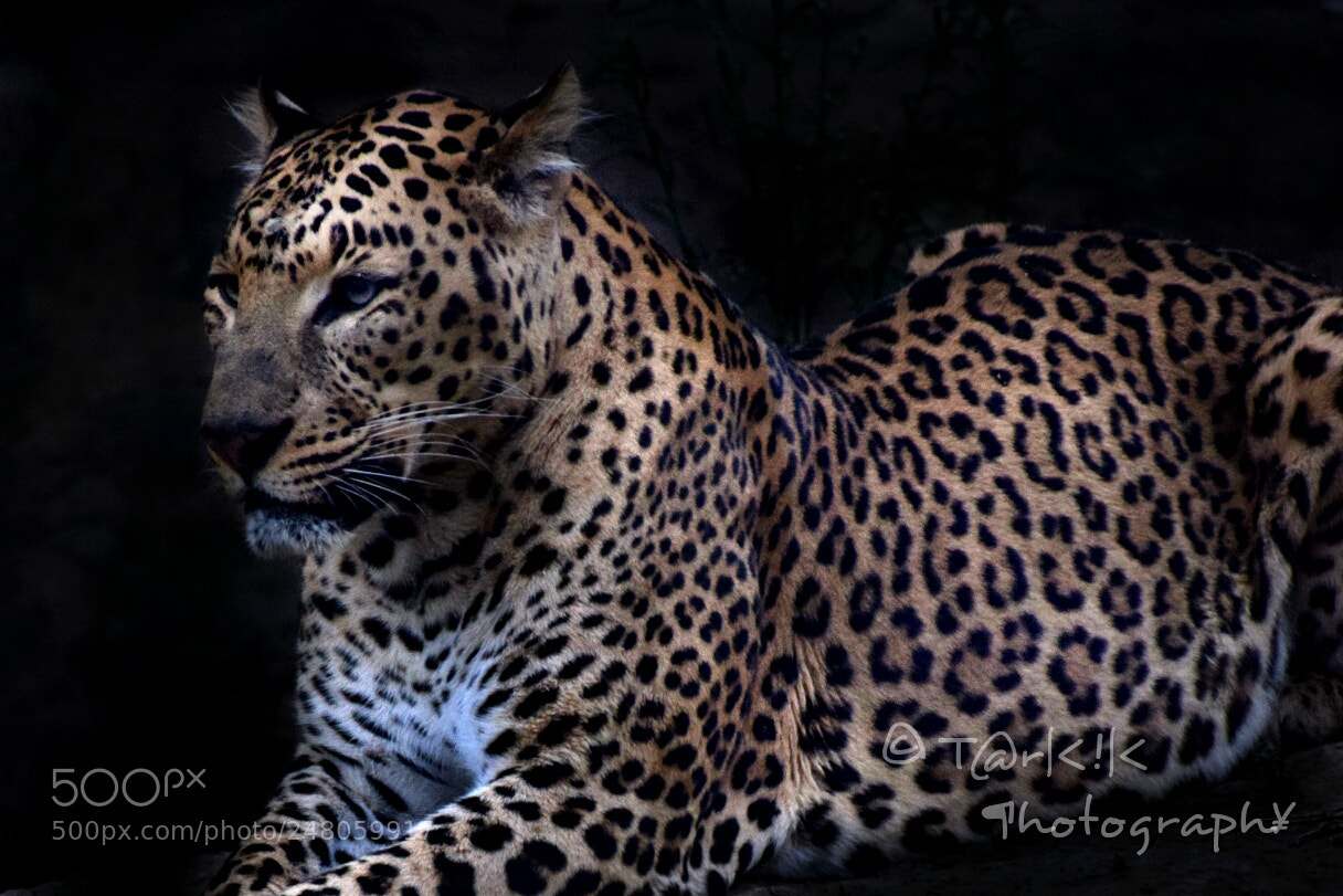 Nikon D5300 sample photo. World wildlife day photography