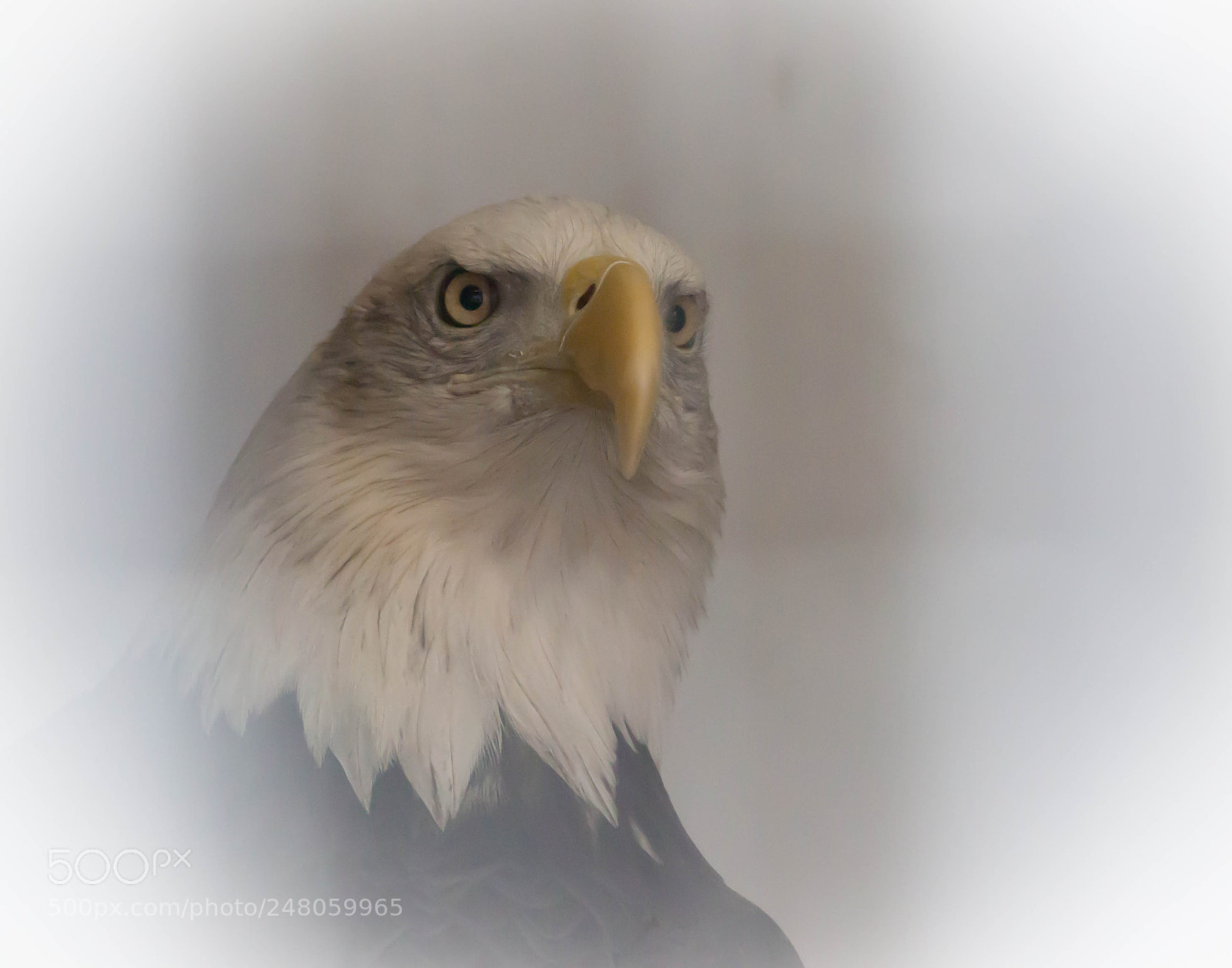 Canon EOS 600D (Rebel EOS T3i / EOS Kiss X5) sample photo. Look of eagles photography