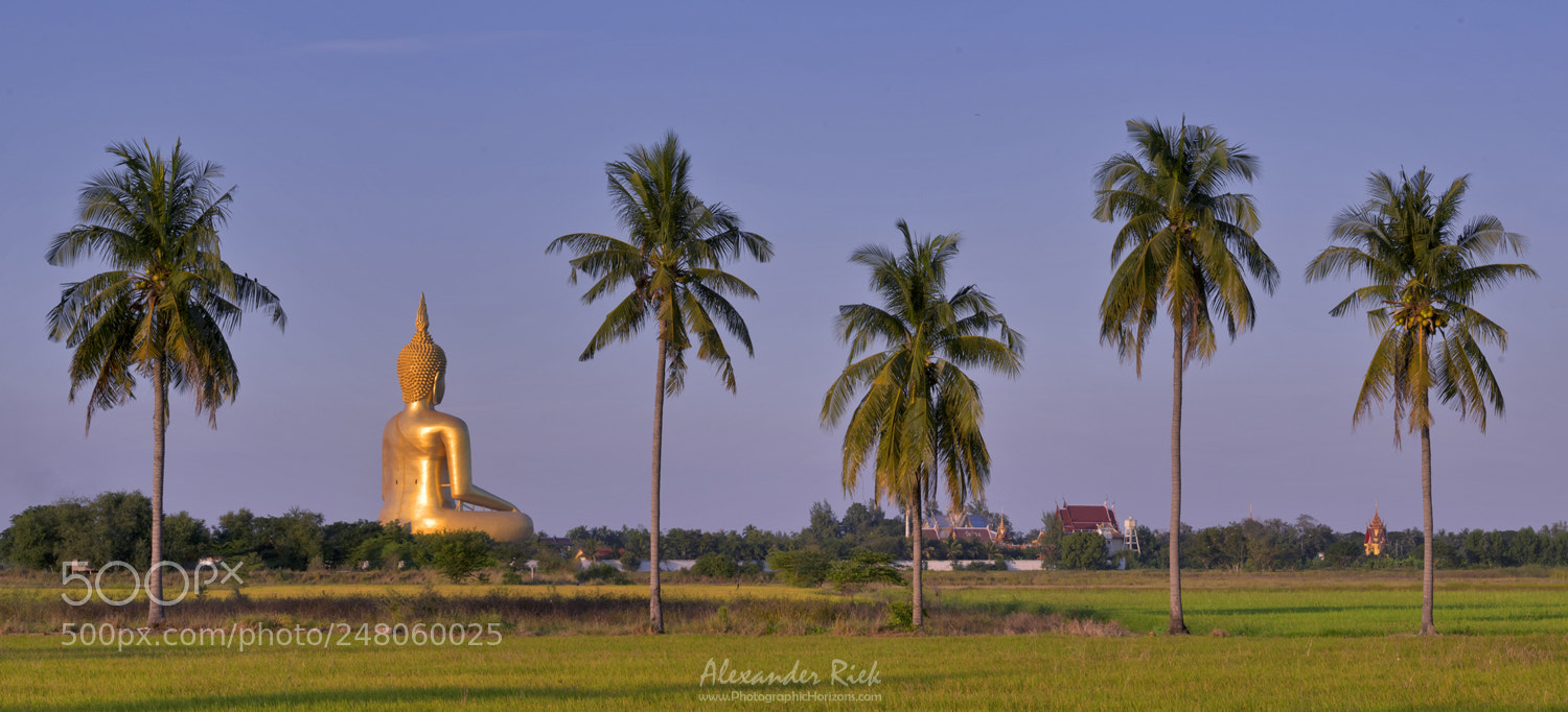 Nikon D800 sample photo. Palm tree framing photography