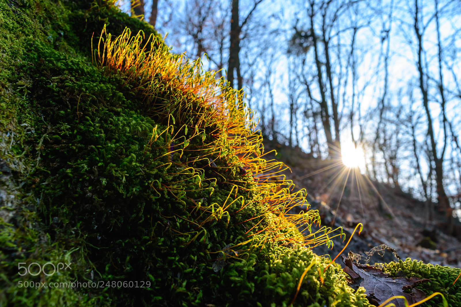 Nikon D5500 sample photo. Moss in the winter photography