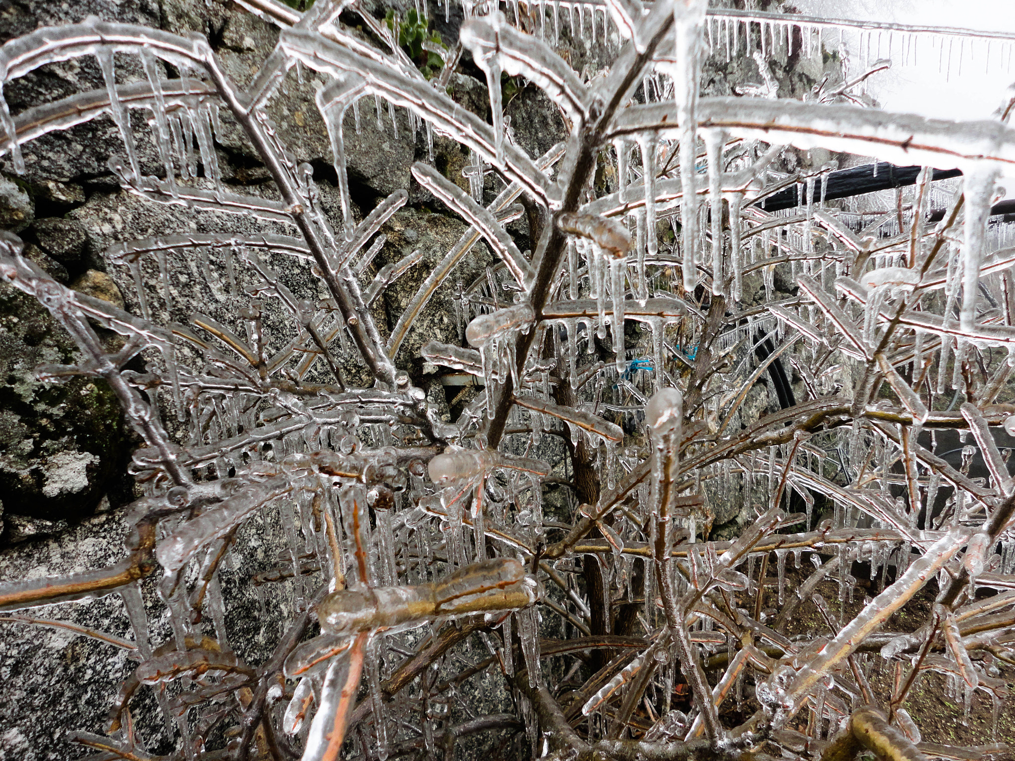 Sony Cyber-shot DSC-W350 sample photo. Iced tree photography