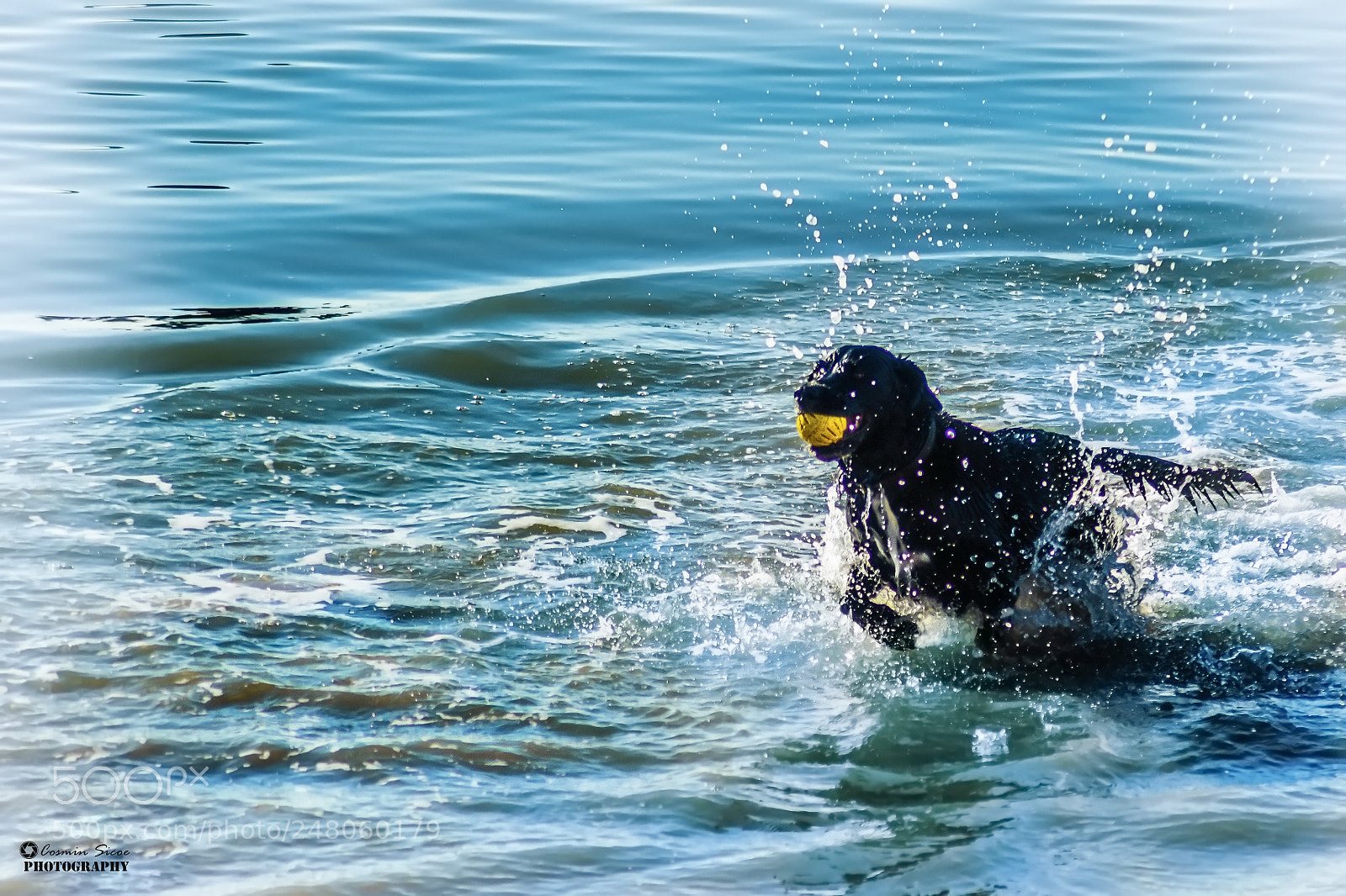 Nikon D5600 sample photo. Dogs love water photography