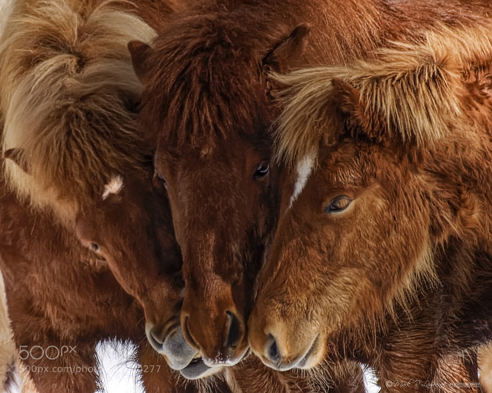 Nikon D810 sample photo. " huddle" photography