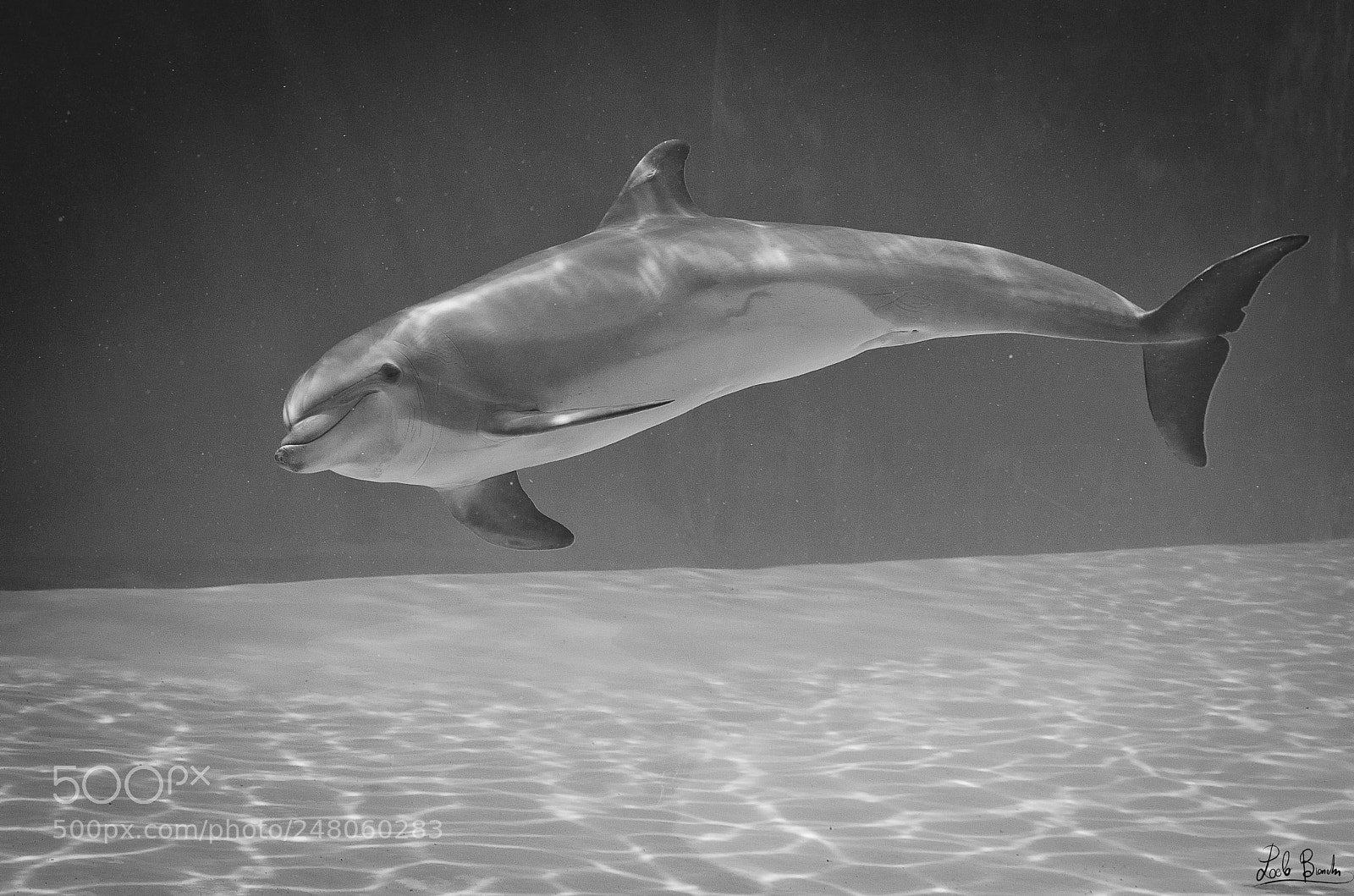 Nikon D5100 sample photo. Flipper photography